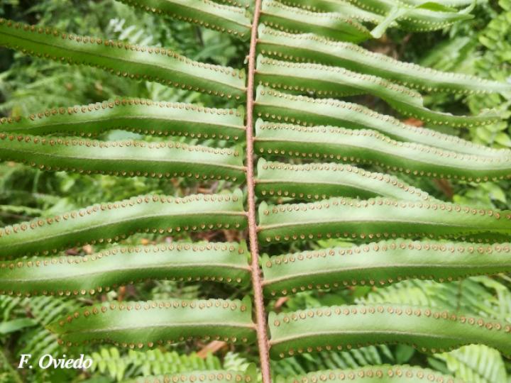Nephrolepis biserrata