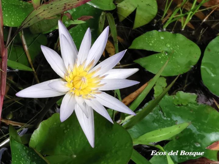 nymphaea-caerulea-ecos-del-bosque