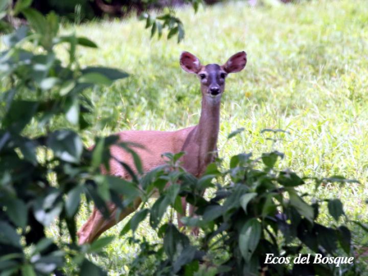 Odocoileus virginianus (Venado colablanca)