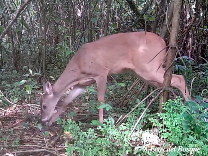 Odocoileus virginianus (Venado colablanca)