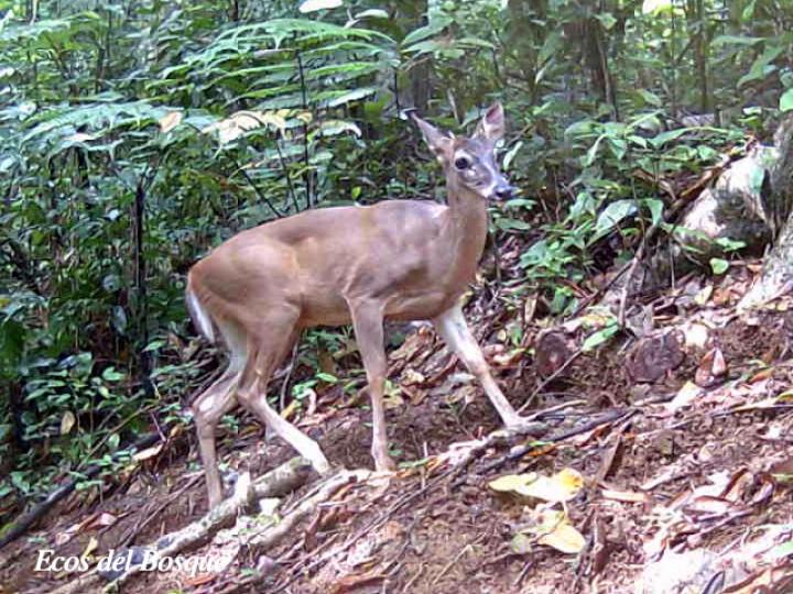 Odocoileus virginianus (Venado colablanca)