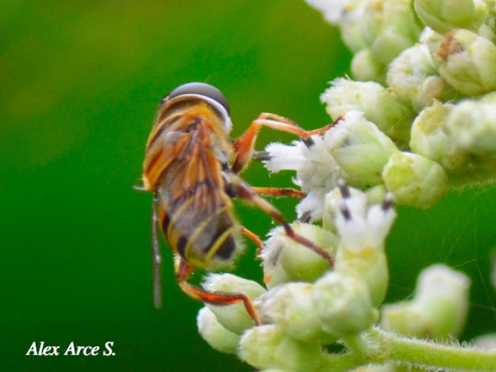 Palpada agrorum (Mosca de las flores)