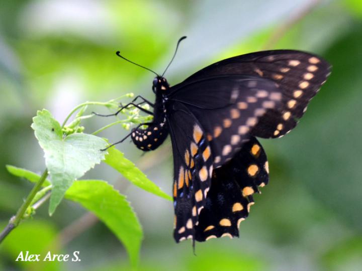 Papilio polyxenes stabilis (Cola de golondrina negra centroamericana)