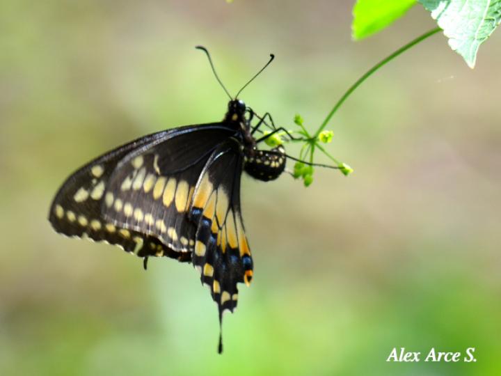Papilio polyxenes stabilis (Cola de golondrina negra centroamericana)
