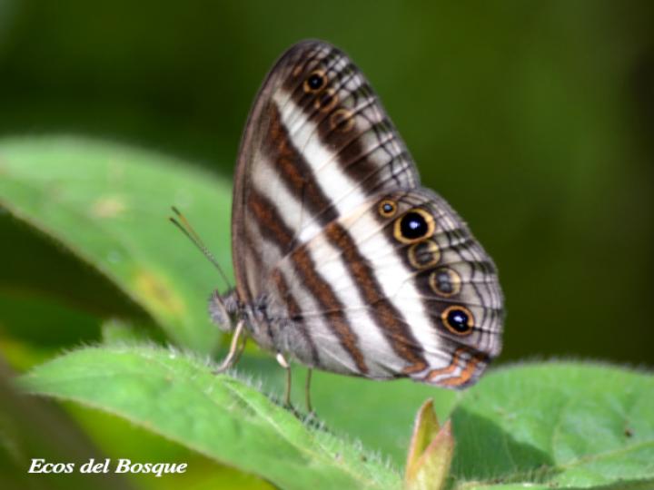 Pareuptychia ocirrhoe