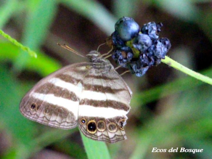 Pareuptychia ocirrhoe