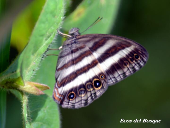 Pareuptychia ocirrhoe