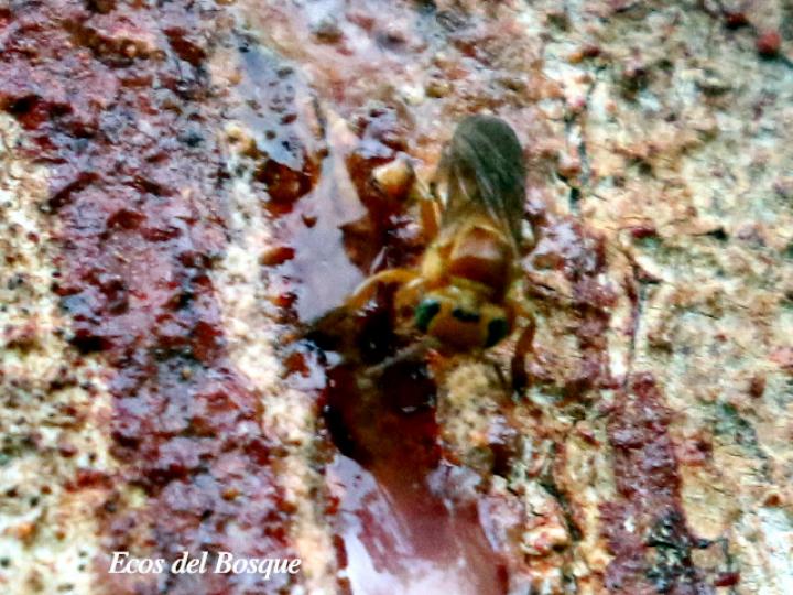 Partanoma sp