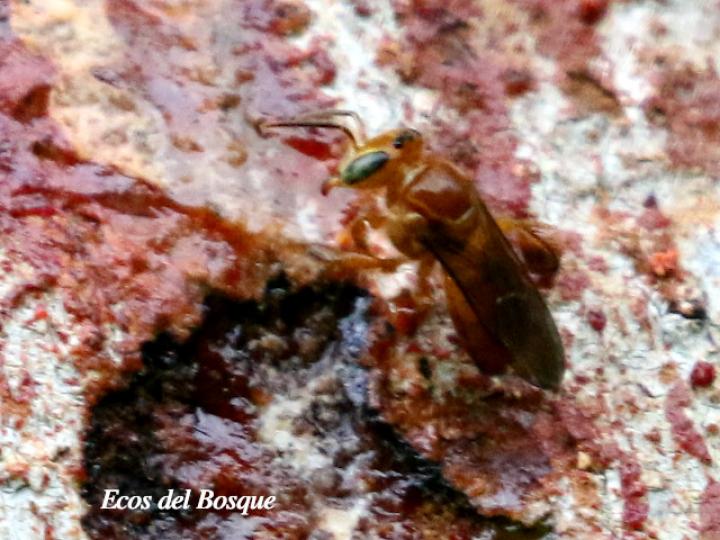 Partanoma sp