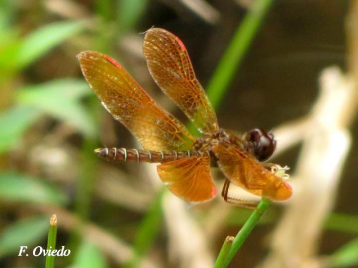 Perithemis tenera (Ambarina del este)