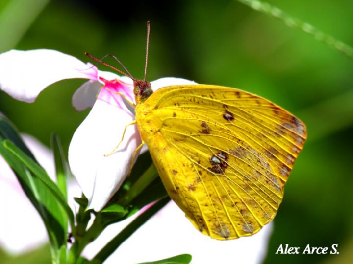 Azufre gigante de Argante