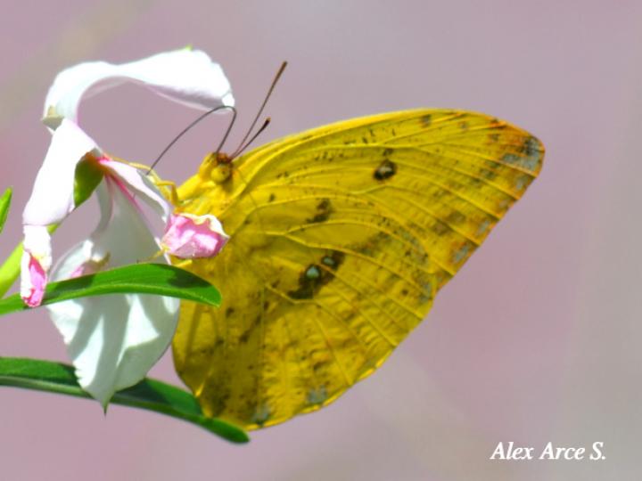 Azufre gigante de Argante