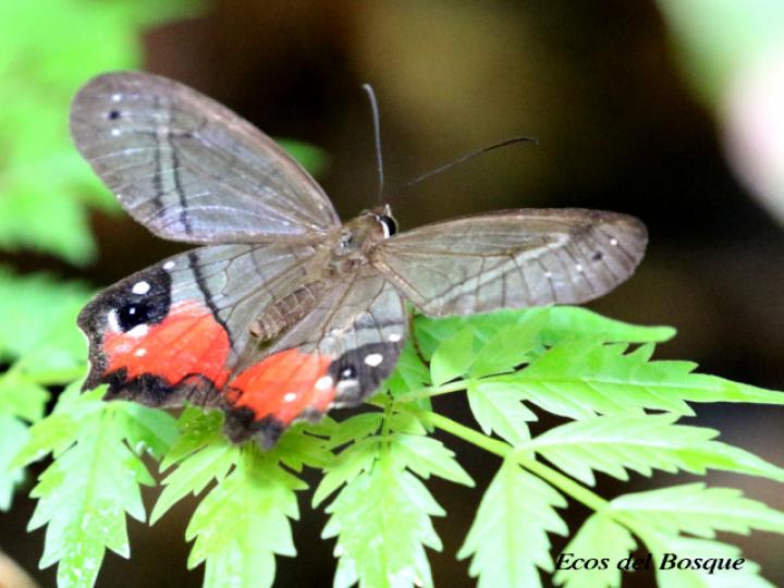 Pierella helvetia incanescens (Sátiro rojizo)