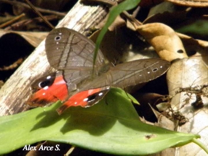 Pierella helvetia incanescens (Sátiro rojizo)