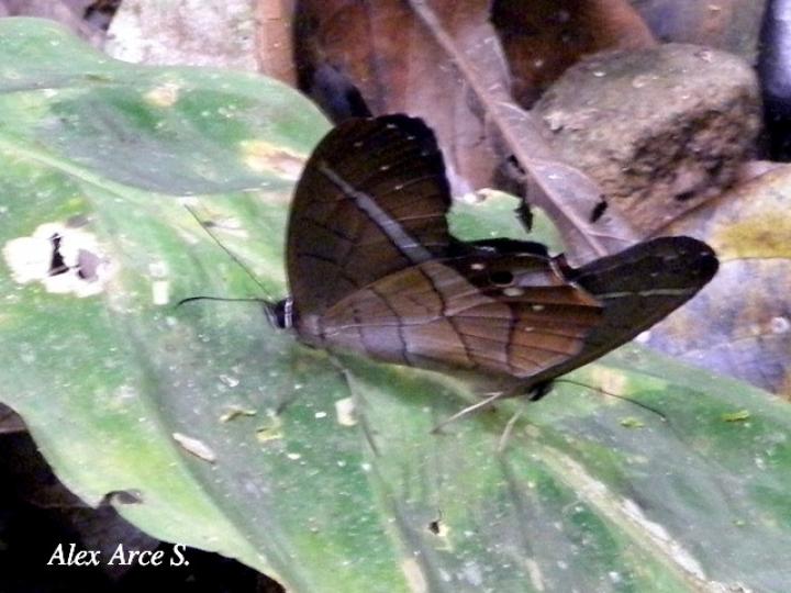 Pierella helvetia incanescens (Sátiro rojizo)