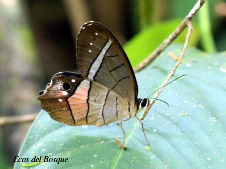 Pierella helvetia incanescens (Sátiro rojizo)