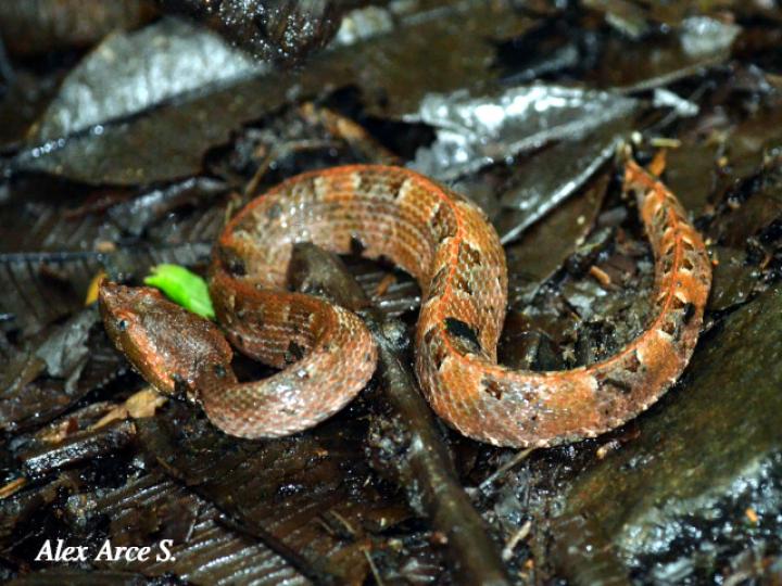 Porthidium nasutum (Tamagá)