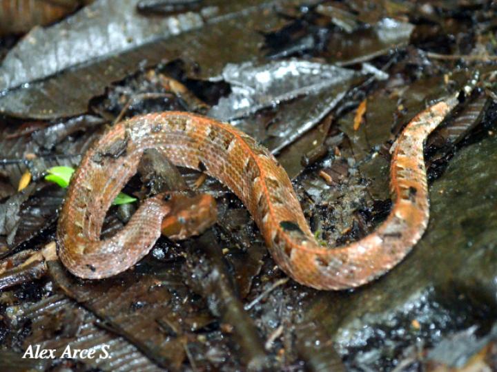 Porthidium nasutum (Tamagá)