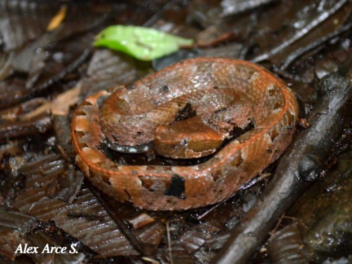 Porthidium nasutum (Tamagá)