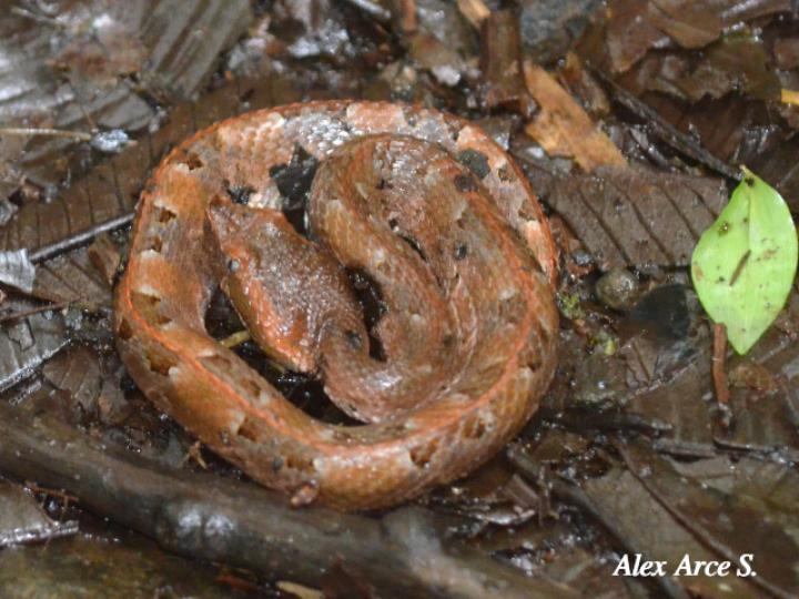 Porthidium nasutum (Tamagá)