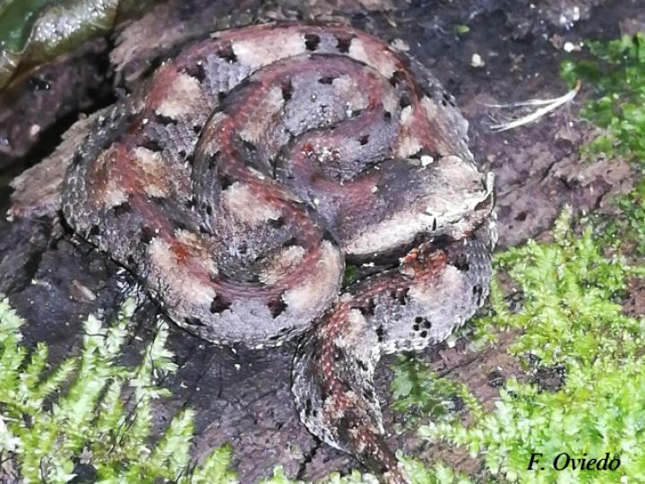 Porthidium nasutum (Tamagá)