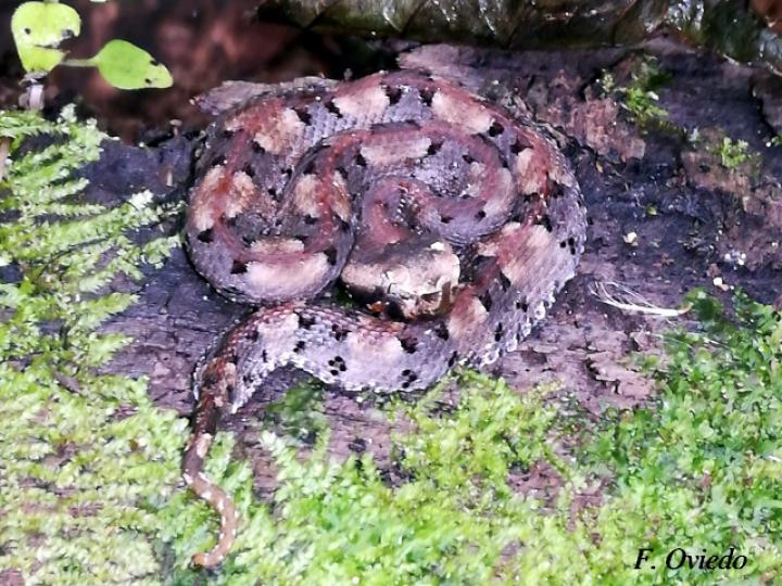 Porthidium nasutum (Tamagá)