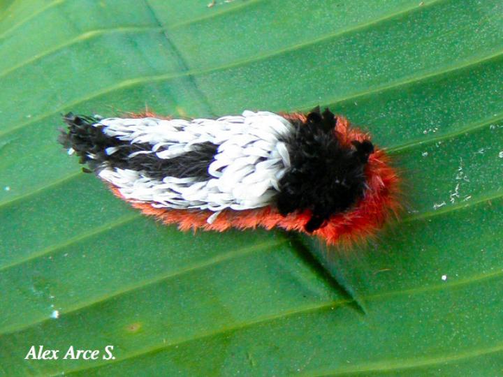 Prothysana felderi