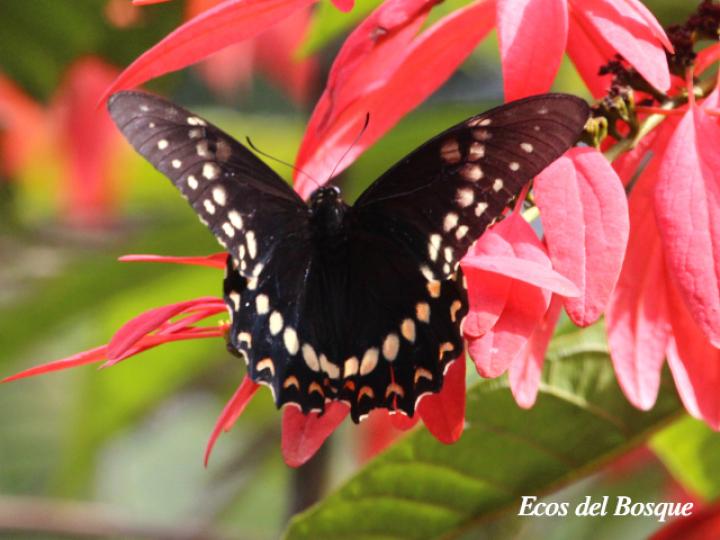 Cola de golondrina victorina