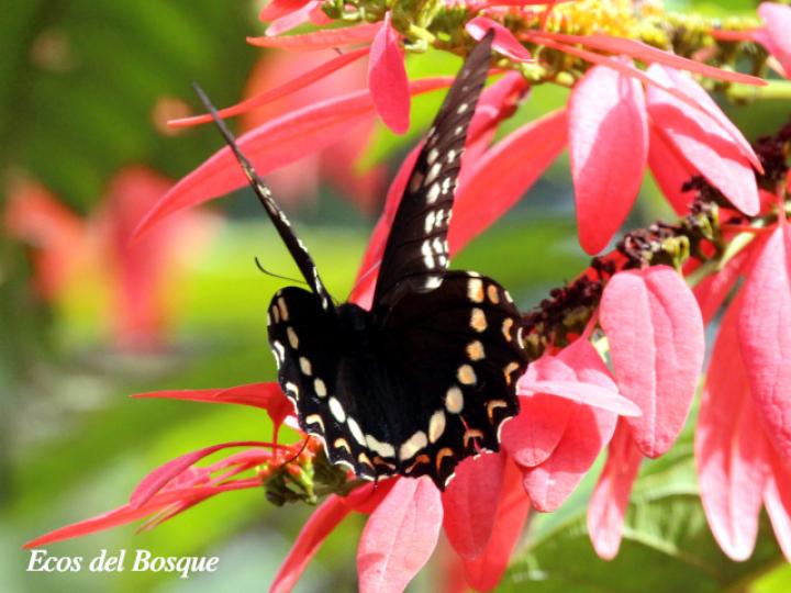 Cola de golondrina victorina