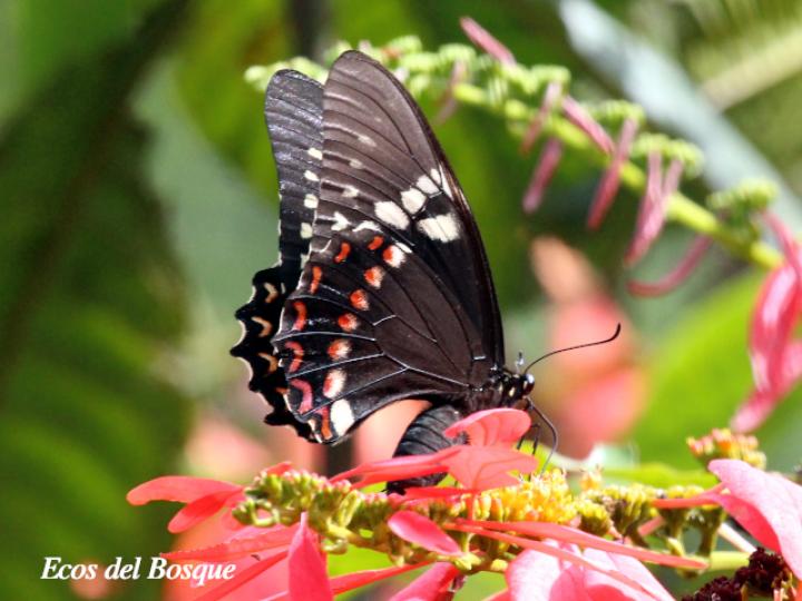 Cola de golondrina victorina