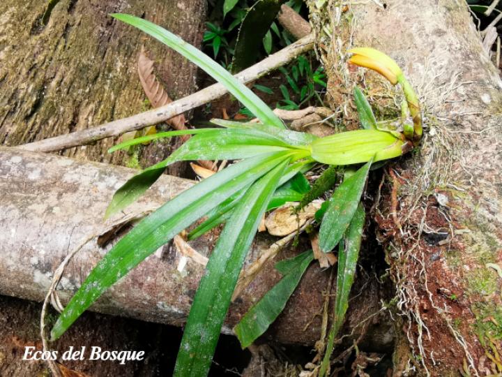 Rhetinantha aciantha