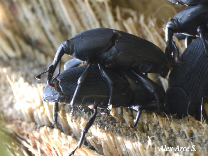 Picudo negro de la palma