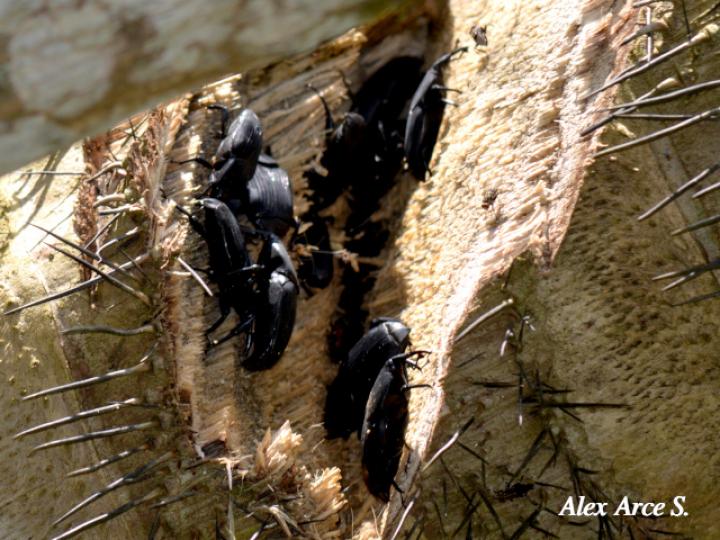 Picudo negro de la palma