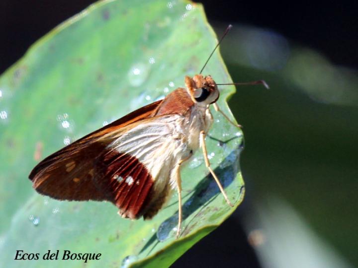 Calpodes longirostris
