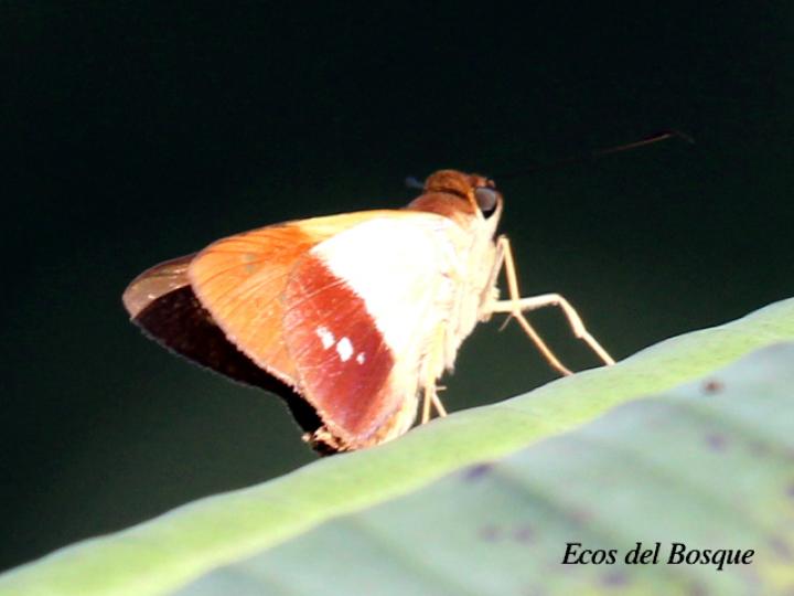 Calpodes longirostris