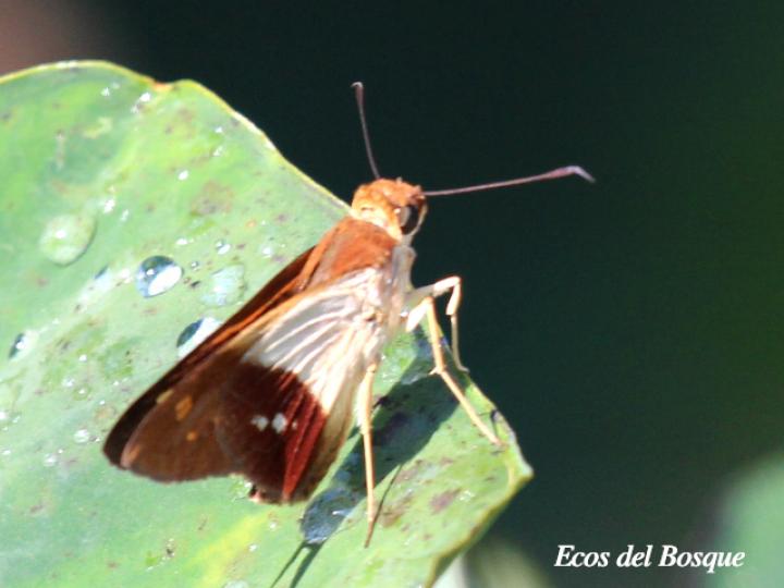 Calpodes longirostris