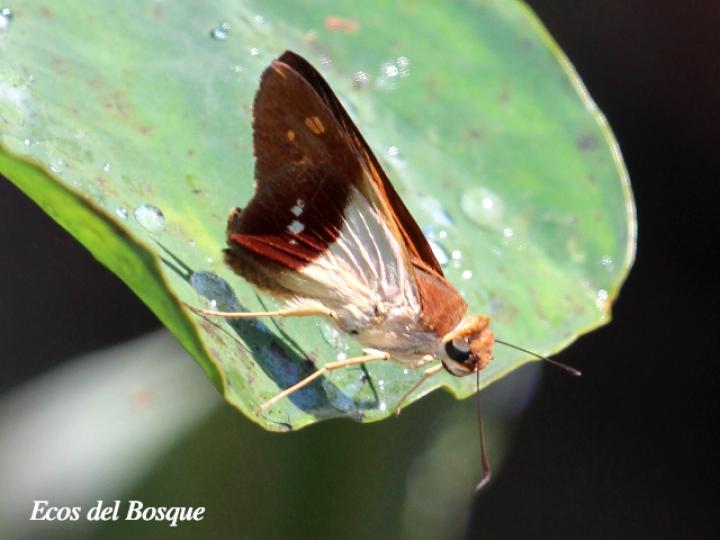 Calpodes longirostris