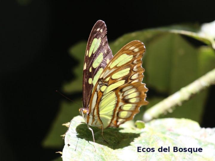 Siproeta stelenes biplagiata