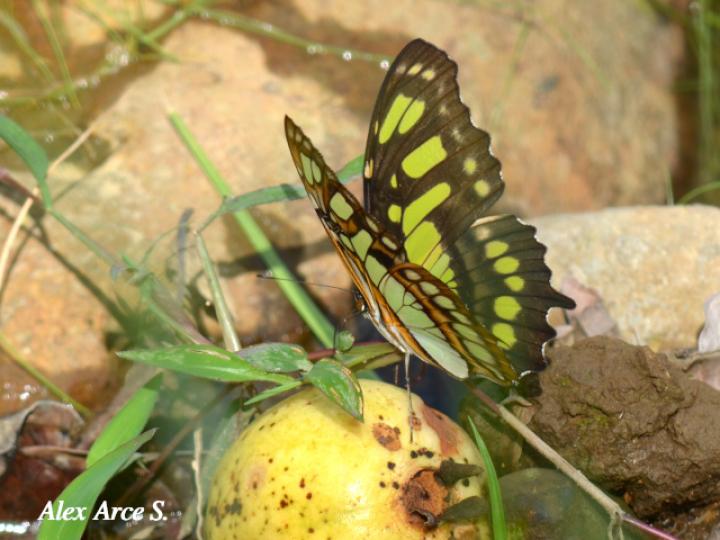 Siproeta stelenes biplagiata