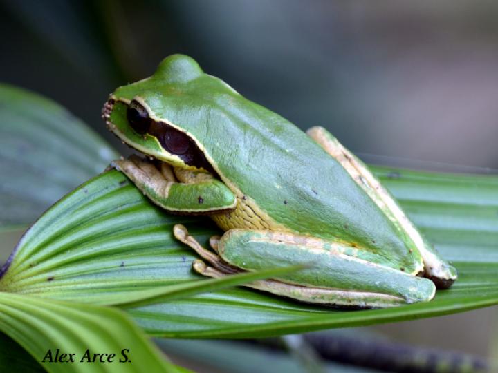Smilisca phaeota (Rana arborícola enmascarada) Smilisca phaeota (Rana arborícola enmascarada)