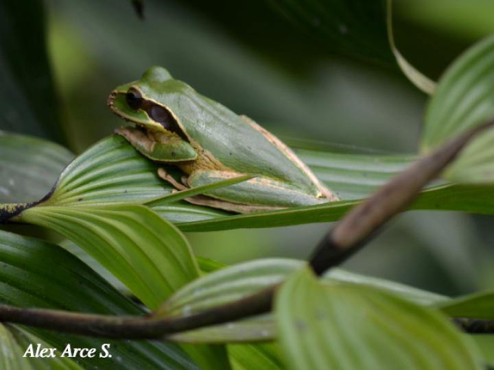 Smilisca phaeota (Rana arborícola enmascarada) Smilisca phaeota (Rana arborícola enmascarada)