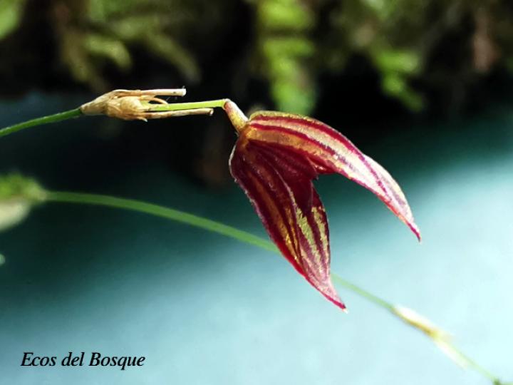 Specklinia simmleriana