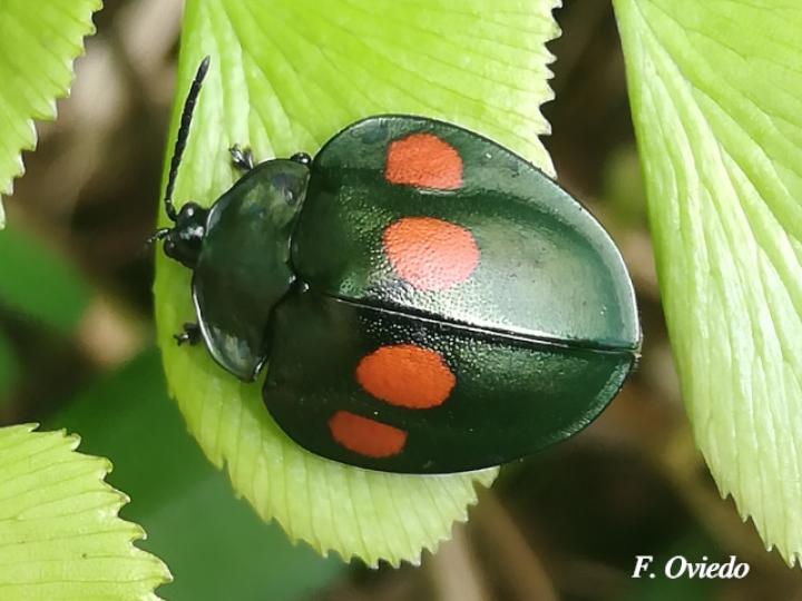 Stolas lebasii (Escarabajo tortuga)
