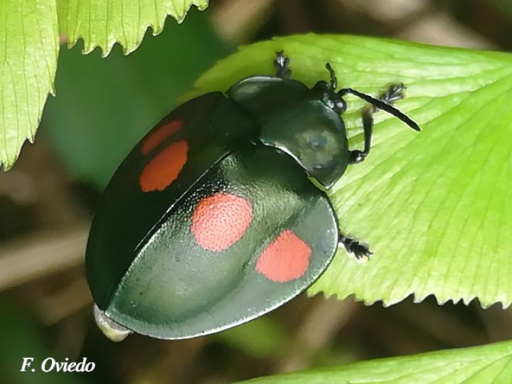 Stolas lebasii (Escarabajo tortuga)