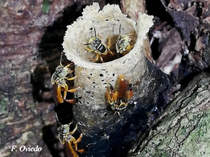 Tetragonisca angustula (Mariolas)