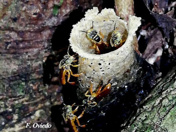 Tetragonisca angustula (Mariolas)