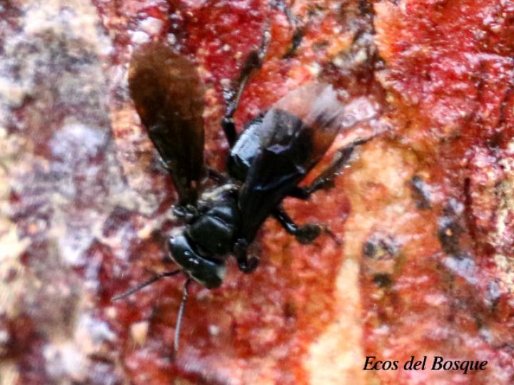 Trigona corvina