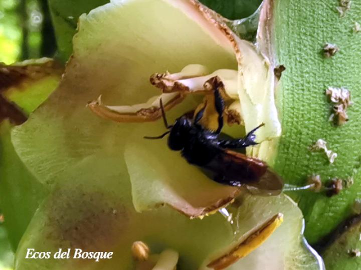 Trigona silvestriana