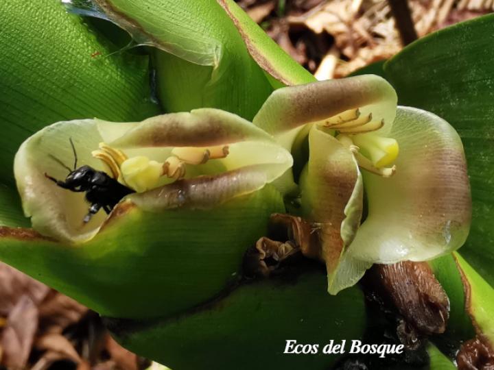 Trigona silvestriana