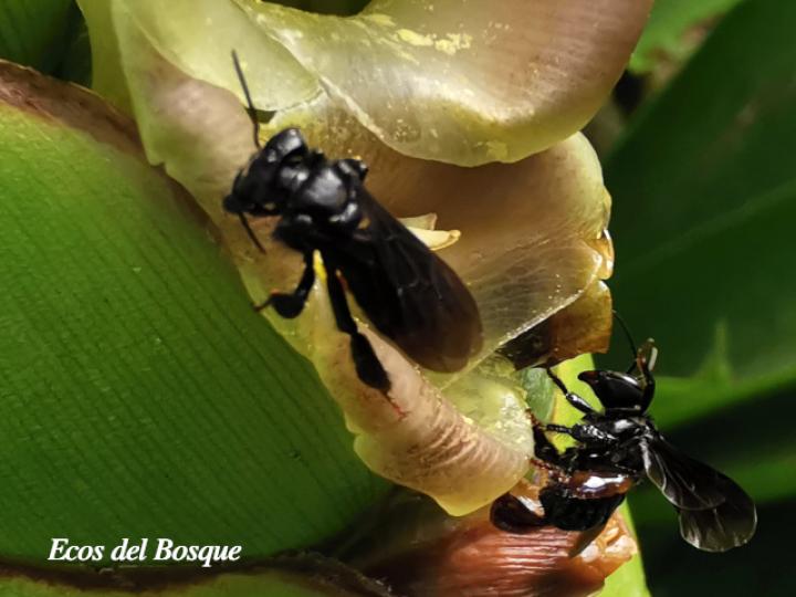 Trigona silvestriana